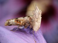  Dorosła samica Ceratomantis saussurii
Foto: Igor Siwanowicz