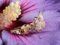  Dorosła samica Ceratomantis saussurii
Foto: Igor Siwanowicz