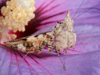  Dorosła samica Ceratomantis saussurii
Foto: Igor Siwanowicz