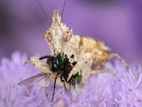  Dorosła samica Ceratomantis saussurii w trakcie posiłku
Foto: Igor Siwanowicz