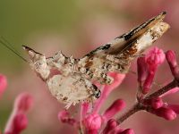  Dorosła samica Ceratomantis saussurii
Foto: Igor Siwanowicz