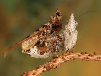  Para Ceratomantis saussurii w trakcie kopulacji
Foto: Igor Siwanowicz