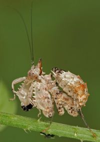  Samica Ceratomantis saussurii subimago
Foto: Igor Siwanowicz