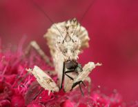  Samica Ceratomantis saussurii w trakcie posiłku
Foto: Igor Siwanowicz