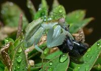  Larwa Chloroharpax modesta w trakcie posiłku
Foto: Piotr Hołoweńko