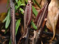  7 kokonów Chloroharpax modesta 
Foto: Piotr Hołoweńko