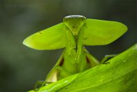 Choeradodis rhombicollis 