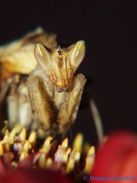  Creobroter gemmatus Foto. Damian Zieliński