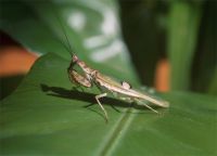  Samiec Creobroter pictipennis 
Foto: Jakub Urbański