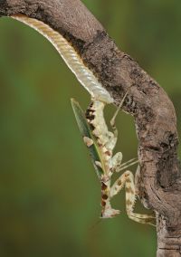  Samica Creobroter pictipennis już po kilku dniach od kopulacji składa kokon...
Foto: Igor Siwanowicz