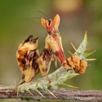  Larwa subimago Creobroter pictipennis
Foto: Igor Siwanowicz