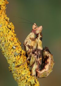  Larwa subimago Creobroter pictipennis
Foto: Igor Siwanowicz