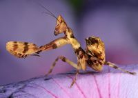  Creobroter pictipennis
Foto: Igor Siwanowicz