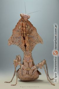  Deroplatys lobata  