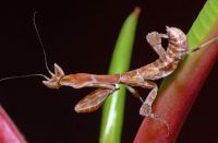  Galinthias amoena larwa L3
Foto: Piotr Hołoweńko