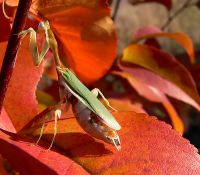  Galinthias amoena długość trochę ponad 2,5 cm 
Foto: Piotr Hołoweńko