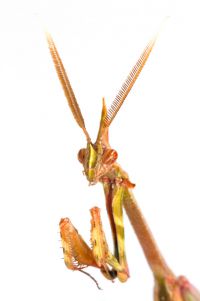  Hemiempusa capensis, South Africa
Foto: Piotr Naskrecki