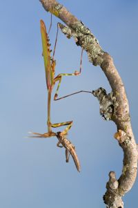 Hemiempusa capensis 