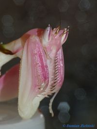  Hymenopus coronatus Foto. Damian Zieliński