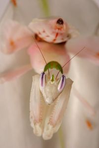  Hymenopus coronatus 
Foto: Igor Siwanowicz