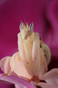  Hymenopus coronatus
Foto: Igor Siwanowicz