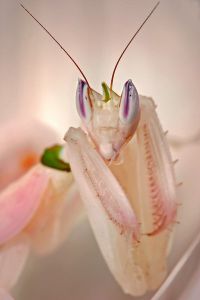  Hymenopus coronatus
Foto: Igor Siwanowicz