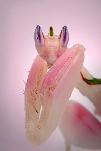  Hymenopus coronatus
Foto: Igor Siwanowicz