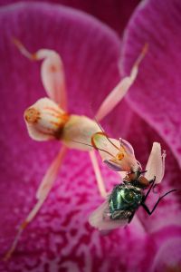  Hymenopus coronatus
Foto: Igor Siwanowicz