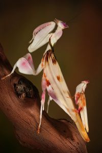  Hymenopus coronatus tuż przed kopulacją
Foto: Igor Siwanowicz
