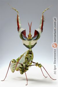 Idolomantis diabolica 