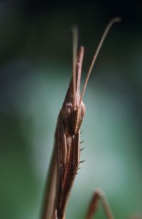 Idolomorpha madagascariensis 