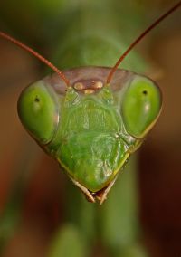  Mantis religiosa religiosa 
Foto: Igor Siwanowicz