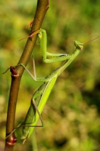  Mantis religiosa religiosa  
Foto: Sel
