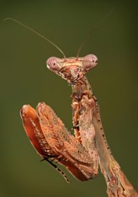  Larwa Parasphendale agrionina 
Foto: Igor Siwanowicz