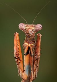  Larwa Parasphendale agrionina
Foto: Igor Siwanowicz