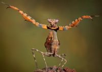  Parasphendale agrionina w pozie odstraszającej
Foto: Igor Siwanowicz