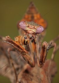  Parasphendale agrionina 
Foto: Igor Siwanowicz