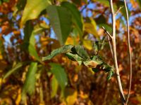  Dorosła samica Phyllocrania paradoxa
Foto: Piotr Hołoweńko