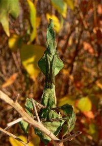  Dorosła samica Phyllocrania paradoxa
Foto: Piotr Hołoweńko