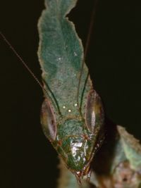  Portret dorosłej samicy Phyllocrania paradoxa
Foto: Piotr Hołoweńko