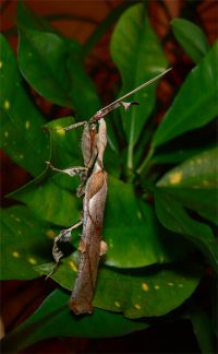  Dorosły samiec Phyllocrania paradoxa
Foto: Piotr Hołoweńko