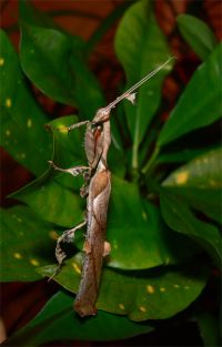  Dorosły samiec Phyllocrania paradoxa
Foto: Piotr Hołoweńko