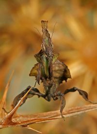  Larwa Phyllocrania paradoxa
Foto: Igor Siwanowicz