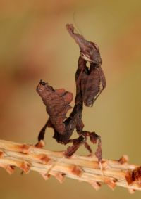  Larwa Phyllocrania paradoxa
Foto: Igor Siwanowicz