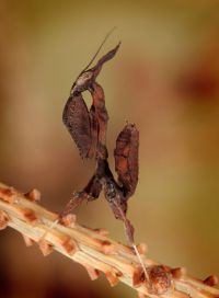  Larwa Phyllocrania paradoxa
Foto: Igor Siwanowicz