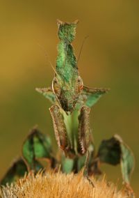  Larwa Phyllocrania paradoxa
Foto: Igor Siwanowicz