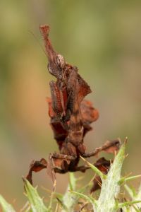  Larwa Phyllocrania paradoxa
Foto: Igor Siwanowicz