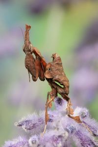  Larwa Phyllocrania paradoxa
Foto: Igor Siwanowicz