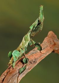  Dorosła samica Phyllocrania paradoxa
Foto: Igor Siwanowicz