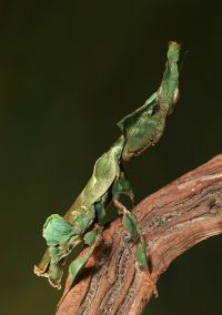  Dorosła samica Phyllocrania paradoxa
Foto: Igor Siwanowicz